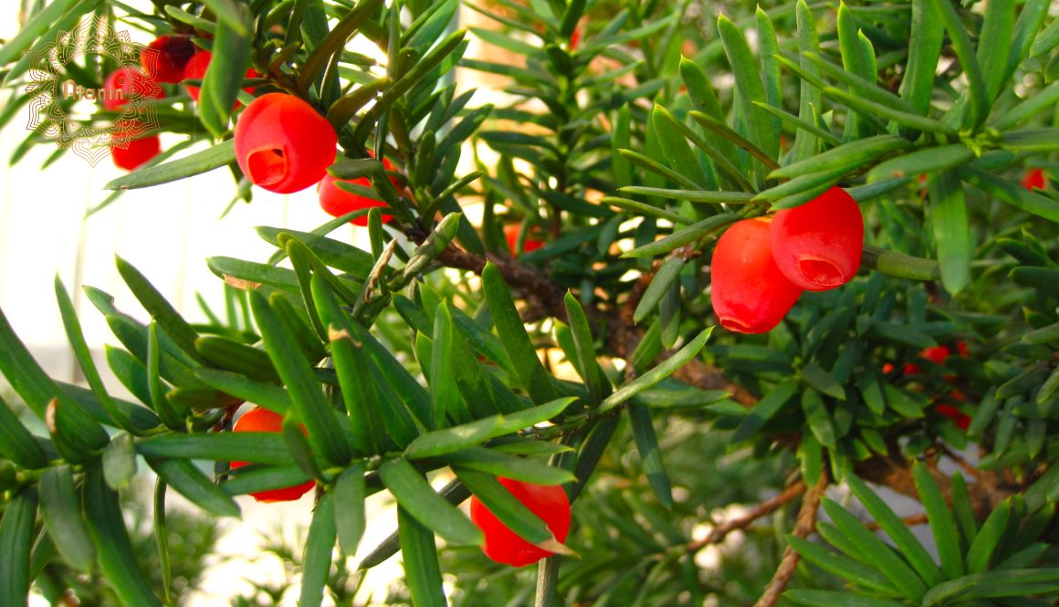 Tinh dầu thông đỏ là sản phẩm được chiết xuất từ lá của cây thông đỏ.