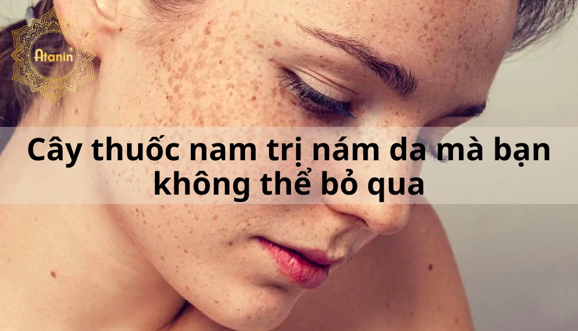 NHỮNG CÂY THUỐC NAM TRỊ THIẾU MÁU NÃO GIÚP CẢI THIỆN TUẦN HOÀN NÃO VÀ GIẢM MỆT MỎI